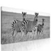 Kép zebrák a szafarin fekete-fehér kivitelben
