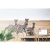 Tapéta zebra család