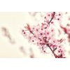 Fotótapéta egy ág rózsaszínes cseresznyevirágról