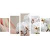 5 részes kép csodálatos orchidea