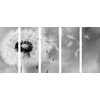 5 részes kép fekete-fehér pitypang a szélben