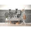 Fotótapéta zebra család fekete-fehérben