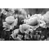 Gyönyörű fekete-fehér fotótapéta a pipacsok ölelésében