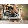 Öntapadó fotótapéta egy tigris koncentrált megjelenése