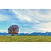 Fotótapéta fa hegyi panorámával