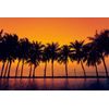 Öntapadó tapéta pálmafák naplementekor
