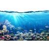 Érdekes öntapadó fotótapéta tengeri halakról