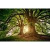 Öntapadó fotótapéta a hatalmas fák varázsáról