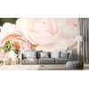 Fotótapéta Pasztell rózsa