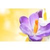 Öntapadó fotótapéta tavaszi krókuszvirág