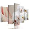 5 részes kép csodálatos orchidea