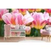 Öntapadó fotótapéta rózsaszín színű tulipán