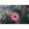 Fotótapéta virágzó rózsaszín tavirózsa