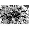 Eredeti fotótapéta lenyűgöző dahlia fekete-fehér változatban