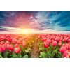Kép naplemente a kivirágzott tulipánok felett