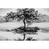 Kép cseresznyefa magában fekete-fehér kivitelben