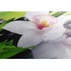 Kép Zen csendélet orchideával
