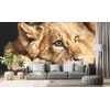 Öntapadó fotótapéta egy aranyos oroszlánról