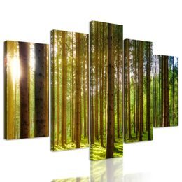 5 részes kép napsugarak a fák között