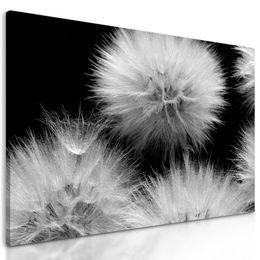 Kép pitypang virágzása fekete-fehér kivitelben