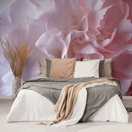 Fotótapéta gyengéd rózsaszín szirmok