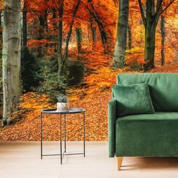 Öntapadó fotótapéta erdő őszi színekben