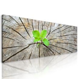 Kép zöld növény születése