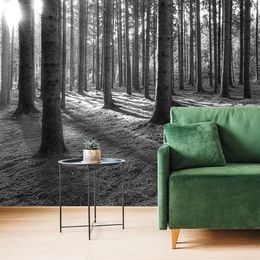 Öntapadó fotótapéta fekete-fehér varázslat a reggeli erdőben