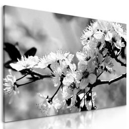 Kép gyönyörű virág fekete-fehér kivitelben