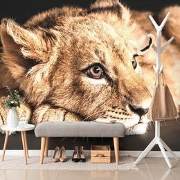 Öntapadó fotótapéta egy aranyos oroszlánról