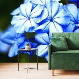 Fotótapéta ólomvirág