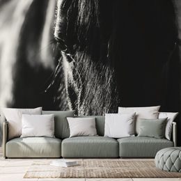 Öntapadó fotótapéta  fenséges ló falfestménye fekete-fehér kivitelben