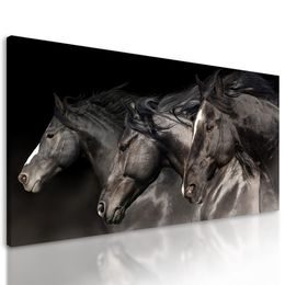 Kép csodálatos lovak