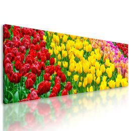 Kép tulipánültetvény