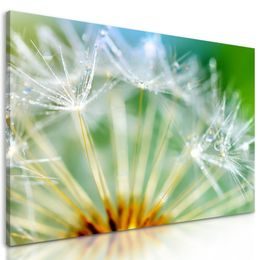 Kép reggeli harmat a pitypangon