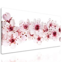 Kép cseresznye virágai fehér háttéren