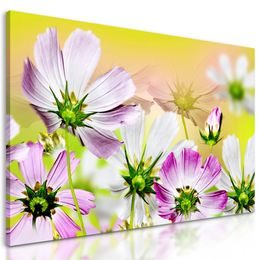 Kép gyönyörű kivirágzott virágok