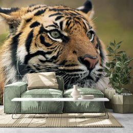 Öntapadó fotótapéta egy tigris koncentrált megjelenése