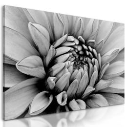 Kép dália virágának tökéletes részlete fekete-fehér kivitelben