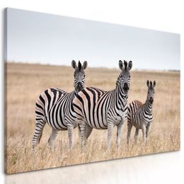 Kép zebracsalád