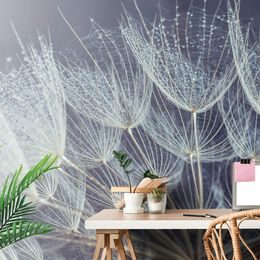 Gyönyörű fotótapéta részlet egy pitypangról harmatcseppekkel