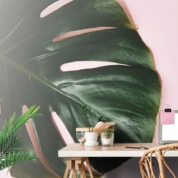 Monstera levél tapéta rózsaszín alapon