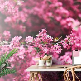 Gyönyörű cseresznyevirágos tapéta