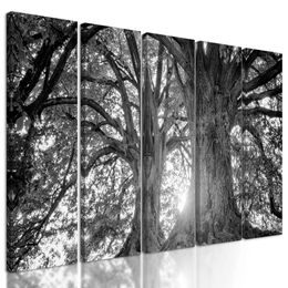 5 részes kép öreg fák fekete-fehér kivitelben