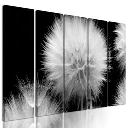 5 részes kép pitypang virágzása fekete-fehér kivitelben