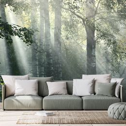 Fotótapéta napsugarak az erdőben