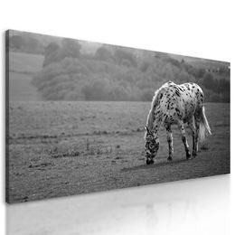 Kép réten legelésző gyönyörű ló fekete-fehér kivitelben