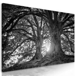 Kép öreg fák fekete-fehér kivitelben