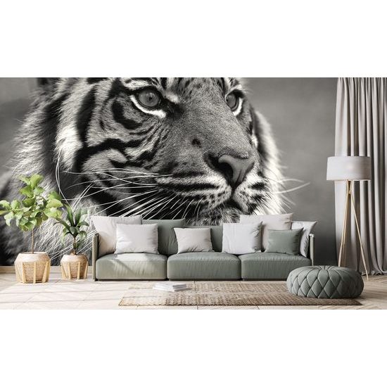 Fotótapéta koncentrált tigris megjelenése fekete-fehérben
