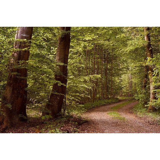 Fotótapéta séta az erdőben